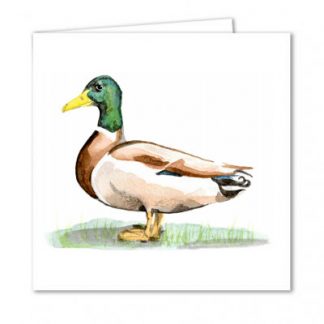 Dabbling Duck