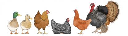 Backyard Poultry 'Happy Birds' Illustrated Mug - Image 4